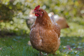 Ginger domestic hens walk the garden in October. Backlight.