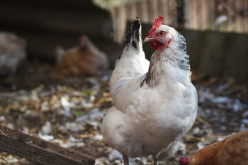 Laying hens in the hen house in October.