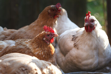 Laying hens in the hen house in October.