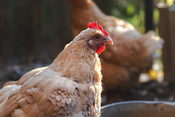 Laying hens in the hen house in October.
