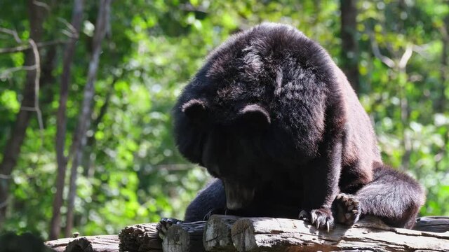 Seen sleeping while sitting down, back facing towards the morning sun;  Asiatic Black Bear, Ursus thibetanus, Huai Kha Kaeng Wildlife Sanctuary, Thailand.