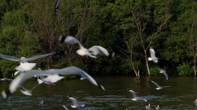 Seen flying around in circles as they take food from the water and thrown by people; Seagulls, Bang Pu Recreation Center, Thailand.
