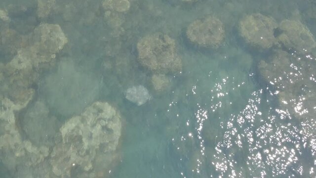 Stingray Swims Under The Rocky And Shallow Water In Thornton Beach At Shire Of Douglas, QLD, Australia. tracking shot