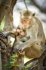 Baby monkey sucking mother's milk on the tree.
