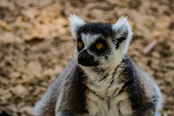 portrait ring tailed lemur