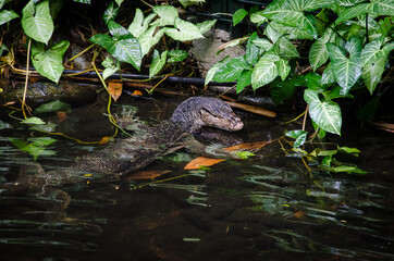 Iguana
