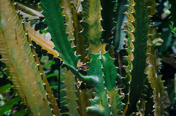 Cactus background 1