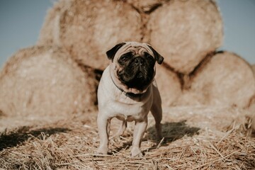 Obraz premium Favorite dog, cool pug breed