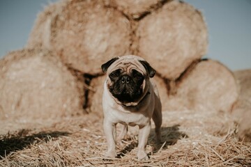 Obraz premium Favorite dog, cool pug breed