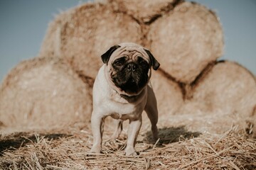 Favorite dog, cool pug breed