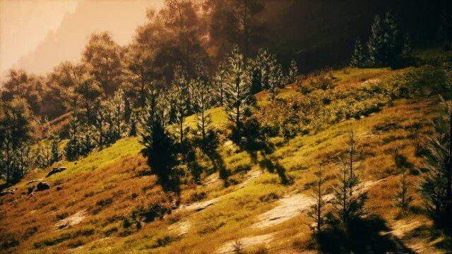 autumn forest on green rocky hills