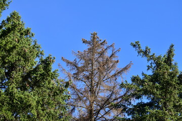 Kranke und gesunde Nadelbäume