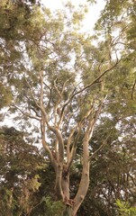 Eucalyptus tree