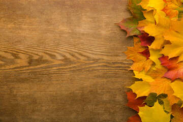 Fresh beautiful colorful maple leaves on dark brown wooden table background. Closeup. Autumn concept. Empty place for inspirational text, quote or sayings. Top down view.