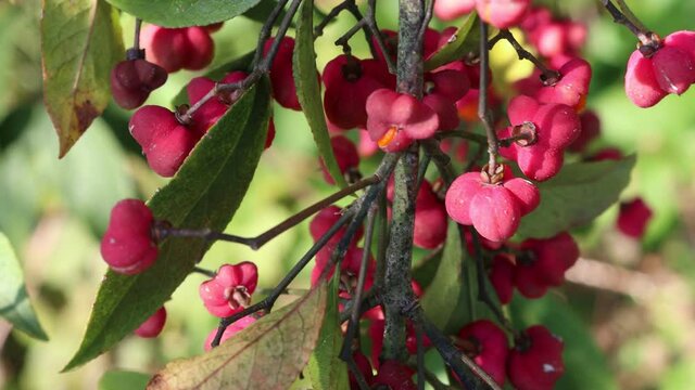 Euonymus europaeus tree with pink and orange fruit on branch also called spindle tree or winter creeper  tree 