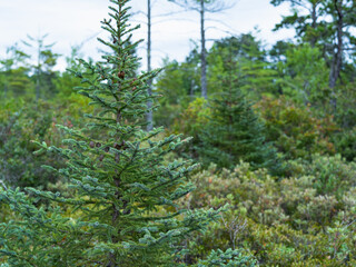 Young beautiful spruce tree in the forest in New Hampshire, USA