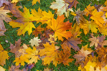 Gold maple leaves on the green lawn