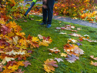 Battery Powered Leaf Blowers in man's hands blowing away orange and yellow autumn maple leaves from...