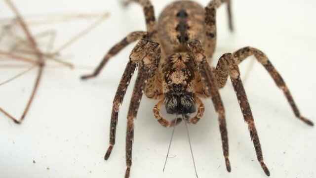 Macro Of Spiny False Wolf Spider On A White Surface. close up  Zoropsidae - Mediterranean species