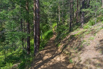 Trail on a forest slope on the shore of Lake Baikal.