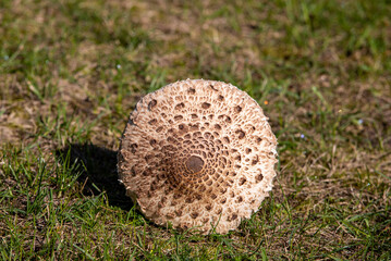 Ripe parasol mushroom Macrolepiota procera or Lepiota procera