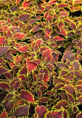 Floral carpet of red and green leaves of the coleus. Nature scene with decorative leaf garden plants.