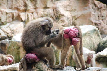 Baboon - Cleaning time - obrazy, fototapety, plakaty