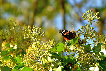 Red admiral, German butterfly on ivy flower