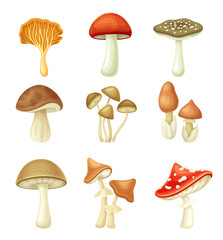 Wild forest edible and poisonous mushrooms set. Red Cap Boletus, Shiitake, Cep, Honey fungus, Amanita crocea vector illustration