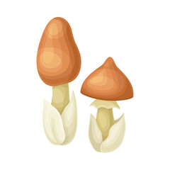Amanita crocea wild forest mushroom vector illustration on white background