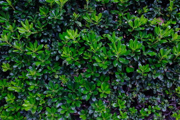 Natural background of green leaves

