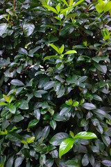 Natural background of green leaves
