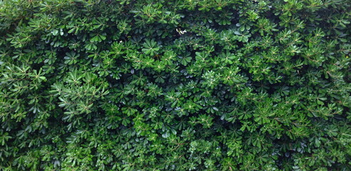 Natural background of green leaves
