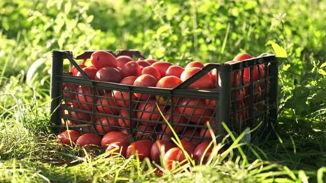 A box of homemade tomatoes on the grass