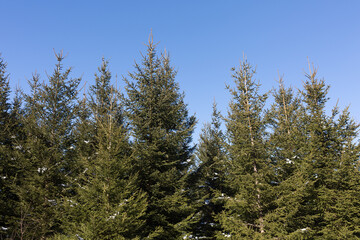 View on the upper part of a group of conifer trees. At an upper bavarian forest.