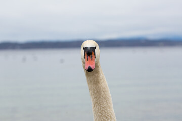 Close up of a white swan staring at the camera. Symbol for curiosity, questioning a decision or for...