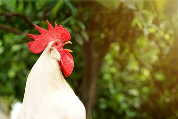 Rooster crowing on the farm in the morning. Selective focus © javidestock
