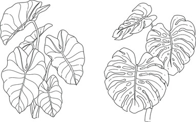 Hand drawn vector illustration Elephant Ear Plant and Swiss Cheese Plant in Black and white