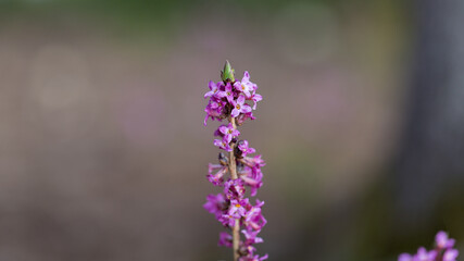 Close up of a purple Daphne flower (latin name: Daphne mezereum).