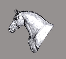 Drawing of a draft horse. Pencil portrait of a horse. Equine drawing.	