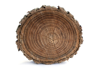 wood background. Old wooden oak tree cut surface isolate on white. Detailed warm dark brown tones of felled tree trunk or stump. Rough organic texture of tree rings with close up of end grain 