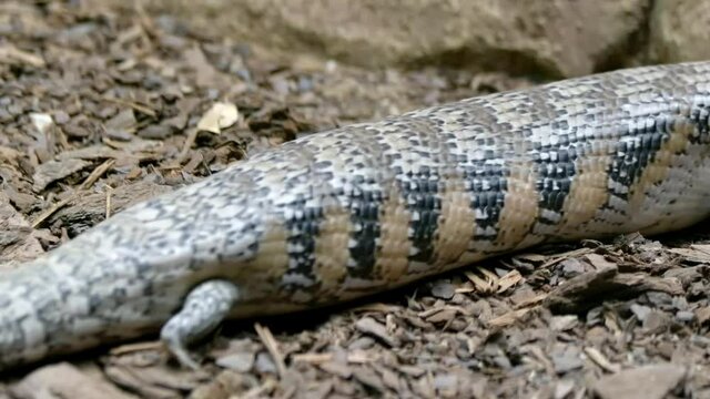 Shingleback Skink Lizard Slowly Crawling On Forest Ground. Closeup