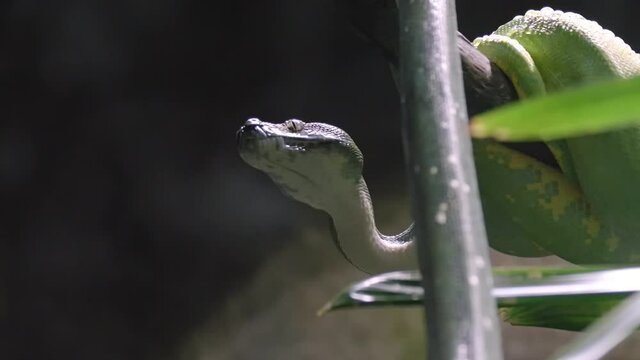 Green Tree Python Snake Hanging On A Branch In Bokeh Backdrop. Closeup