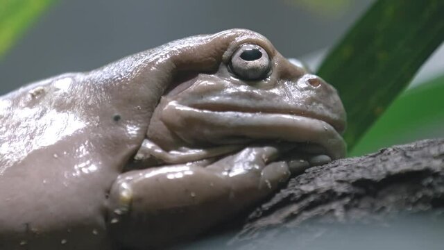Extreme Side View Of A White's Tree Frog Resting In Natural Habitat. Closeup