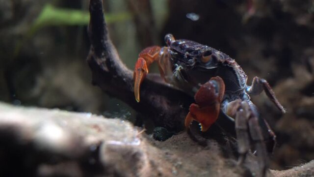 Red Claw Crab (Perisesarma bidens) picks detritus off of dead wood to feed.