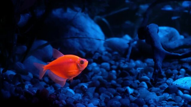 A Tetra fish glows fluorescently in blue light.