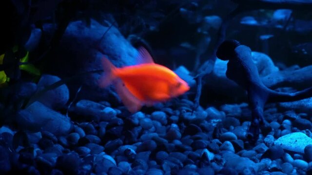 A Tetra and Tiger Barb fish fluoresce in blue light.