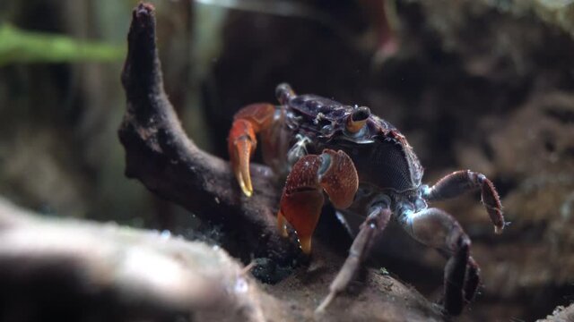 Red Claw Crab (Perisesarma bidens) picks detritus off of dead wood and rubs legs together.