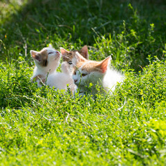 Mom ginger cat plays with kittens on the green grass, close-up, copy space, template