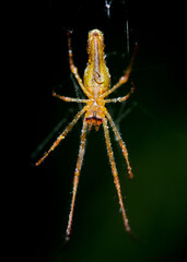 macro photo of a silver stretch spider - Tetragnatha montana